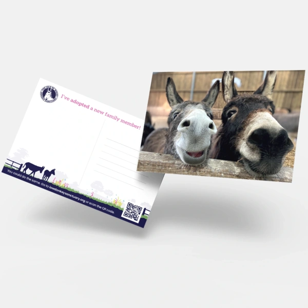 Isle of Wight Donkey Sanctuary Postcard